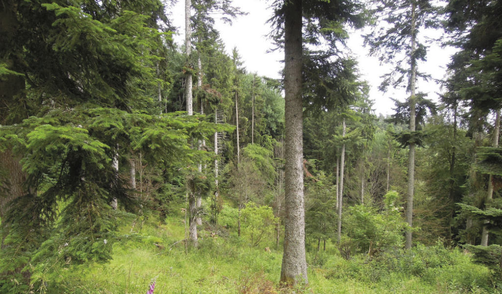 Article Groupement Forestier PPL